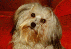 havanese