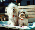 havanese