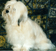 bichon havanais