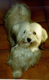 havanese stars