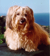 bichon havanais