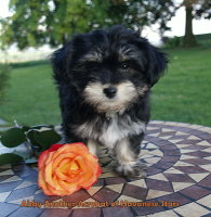 Abby bichon havanais Havanese Stars 10 semaines