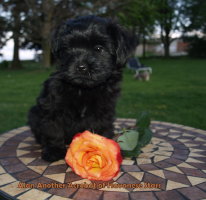 Alan bichon havanais mle Havanese Stars