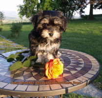 Amy femelle Havanese Stars