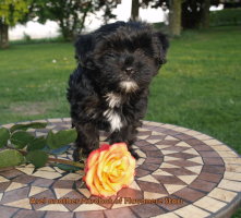 Arel bichon havanais Havanese Stars mle