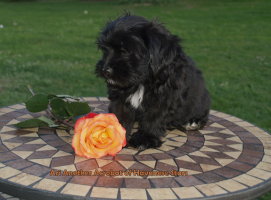 Ari Havaneser Rde Havanese Stars