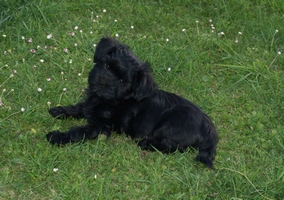Alan bichon havanais - Havaneserrde