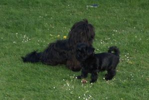 bichon havanais mle noir Havanese Stars 