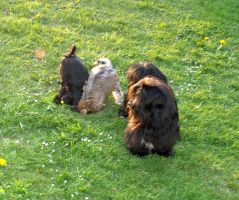 Xjpho avec chiots 10 semaines "AAA" Havanese Stars