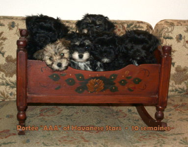 Porte "Another Acrobat of Havanese Stars" 10 Wochen