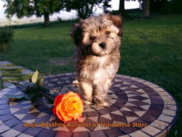 Anja femelle havanais Havanese Stars