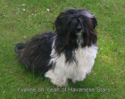 Yveline oh Yeah of Havanese Stars - 10 mois