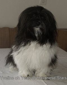 Yveline 10 mois bichon havanais Havanese Stars