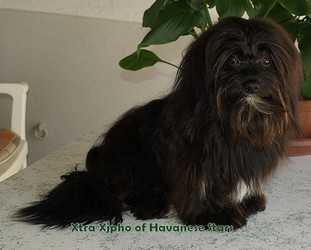 Bichon havanais mle tabac, marques blanches