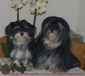 bichons Havanese Stars mre et fille (5 mois)