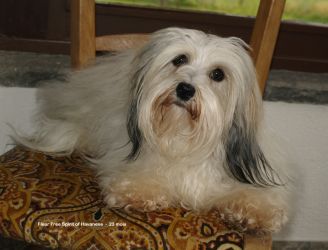 Fleur Free Spirit of Havanese   23 mois