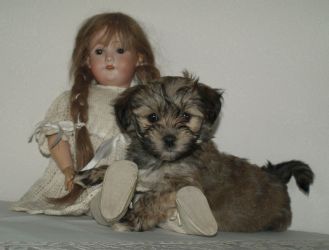 Anja Another Acrobat of Havanese Stars femelle bichon havanais