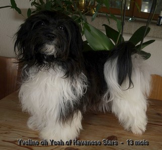 Yveline oh Yeah of Havanese Stars - bichon havanais 13 mois
