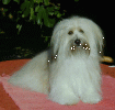 Linda Havanese Stars in the Valais
