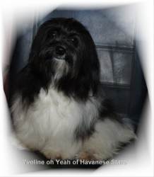 bichon havanais femelle Yveline oh Yeah of Havanese Stars