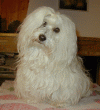 havanese