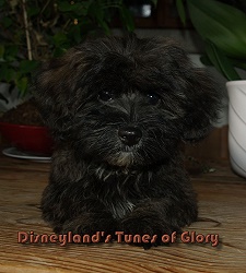Bichon Havanais bring mle 11 semaines 1/2