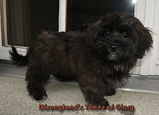 Disneyland's Tunes of Glory - chiot Havanais mle 11,5 semaines