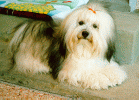 havanese 123