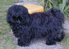 bichon havanais 124