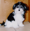 havanese