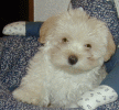 havanais 10 semaines bichon havanais  Havaneser