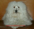 Havanese Star