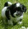 havaneserwelpen  bichon havanais  Havaneser