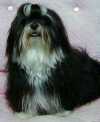 Havanese