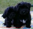 chiots Havanais noirs