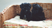 chiots bichon havanais  