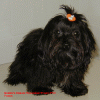 bichon havanais  Havaneser