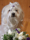 Ally Free Spirit of Havanese