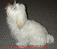 Pretty Baby bichon havanais  Havaneser
