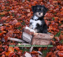 Havanese Stars - Seeberger - Switzerland