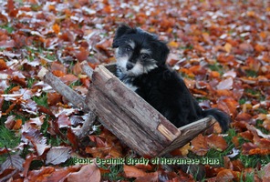 Havanese Stars  Havaneserzucht Schweiz