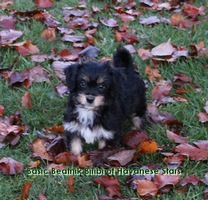 allevatore Havanese Stars Svizzera