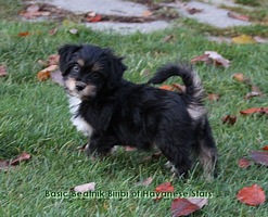 Havanese Stars  Switzerland  allevamento Habanero
