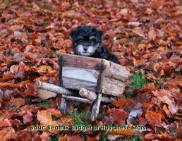 Havanais  Havanese Stars  Switzerland
