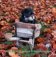 Havanese Stars  levage de bichons Havanais Suisse