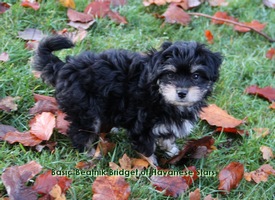 Havanese Stars  Havaneserzucht Schweiz