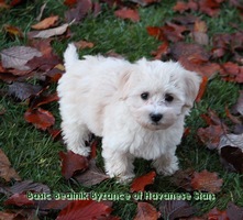 Havaneser Zucht Havanese Stars