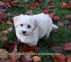 Havanese Stars Havanese kennel Switzerland