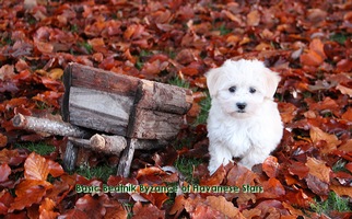 Havanese Stars   Havaneser   Havanese  breeder 