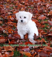 Havanese Stars   Havaneser Zucht Schweiz